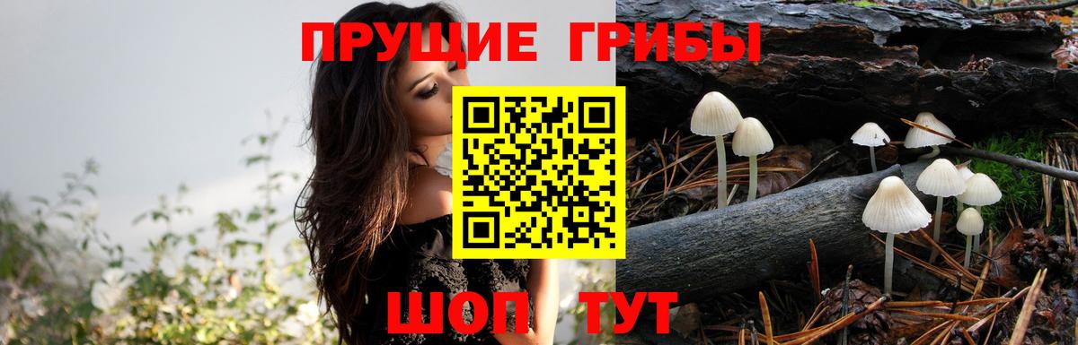 Псилоцибиновые грибы Cubensis Черкесск
